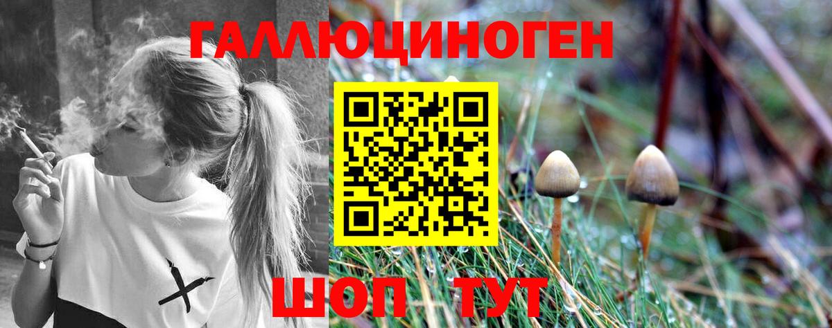 Псилоцибиновые грибы Psilocybine cubensis Энгельс